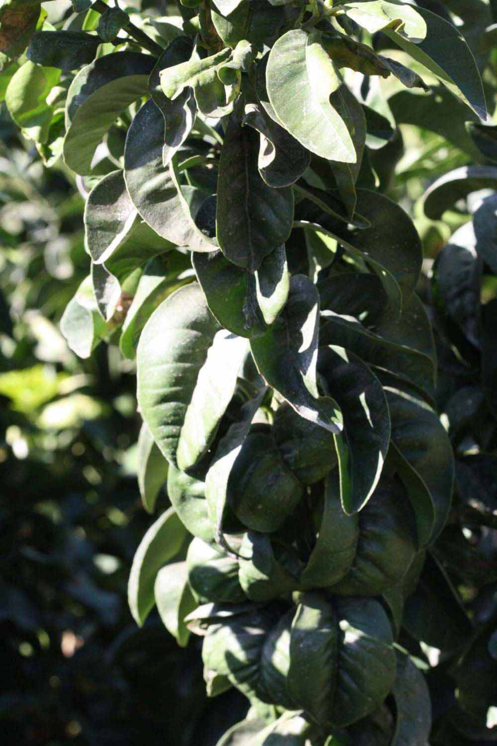              Sun leaves (Bouquet de Fleurs, Riverside, CA)       